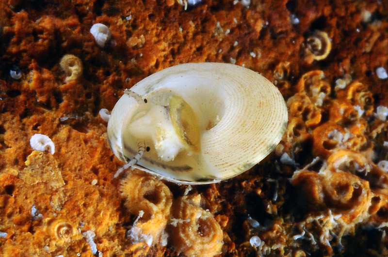 Gibbula varia ?